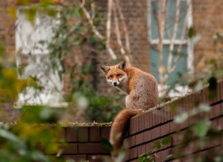 Le volpi si stanno addomesticando?
