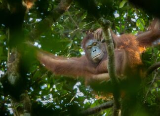 L'orango adotta la sorellina dopo la morte della madre
