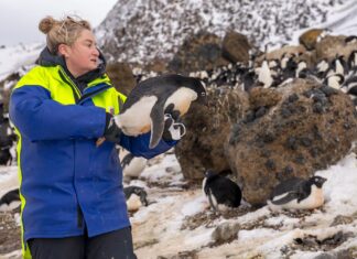 Monitoraggio delle epidemie fino ai confini della Terra
