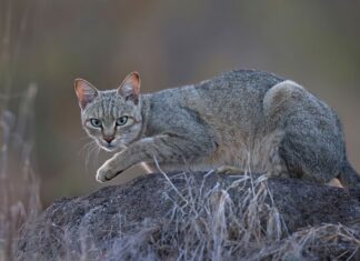 Quando sono stati addomesticati i gatti? Nuove prove del DNA cambiano la storia. Quando sono stati addomesticati i gatti? Nuove prove del DNA cambiano la storia.