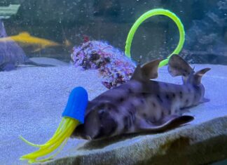 Questi squali stanno "giocando" con i giocattoli da piscina?
