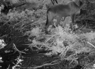 Questo potrebbe essere il primo strumento registrato utilizzato da un lupo selvatico
