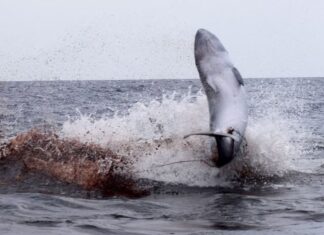 Guarda le orche cacciare un capodoglio pigmeo Guarda le orche cacciare un capodoglio pigmeo