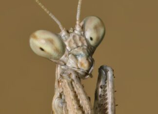Nuove specie di mantide ballano come un serpente Nuove specie di mantide ballano come un serpente